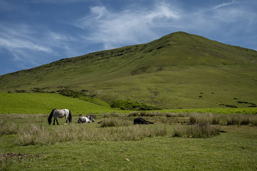 Grey horses rest and graze under the Black Mountains in Wales