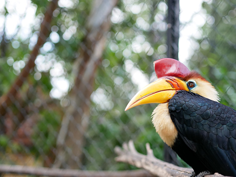The knobbed hornbill or Rhyticeros cassidix, also known as Sulawesi wrinkled hornbill, is a colorful hornbill native to Indonesia.