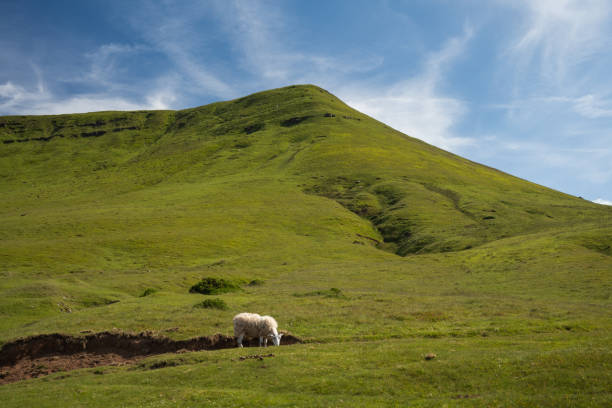 Sheep grazing under the Black Mountains in Wales