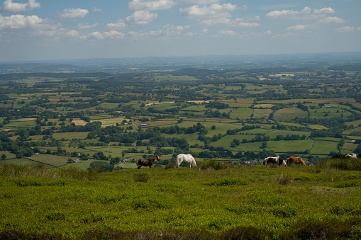 Horses grazing at top of Black Mountains in Wales with view of English countryside