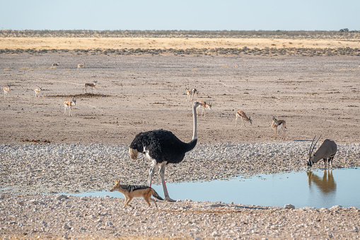 Ostrich at Nebrownii Waterhole in Etosha National Park, Namibia