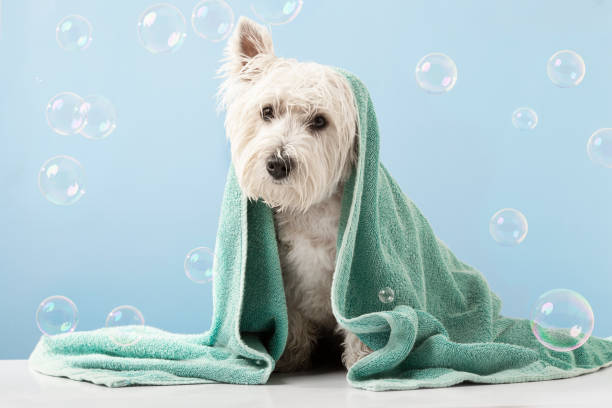 simpatico cane west highland white terrier dopo il bagno. cane avvolto in asciugamano. concetto di toelettatura per animali domestici. spazio di copia. posto per il testo - fare il bagno foto e immagini stock