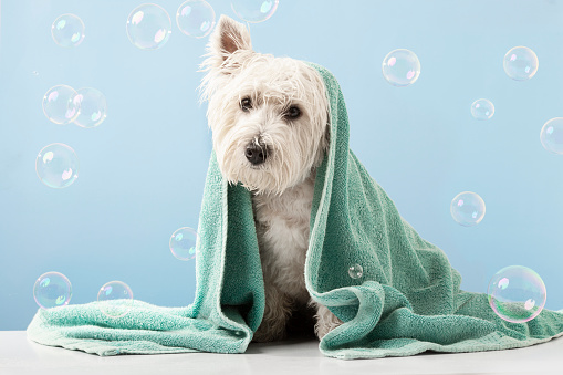 Cute West Highland White Terrier dog after bath. Dog wrapped in towel. Pet grooming concept. Copy Space. Place for text. High quality photo