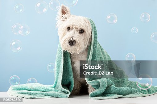 istock Cute West Highland White Terrier dog after bath. Dog wrapped in towel. Pet grooming concept. Copy Space. Place for text 1405962520