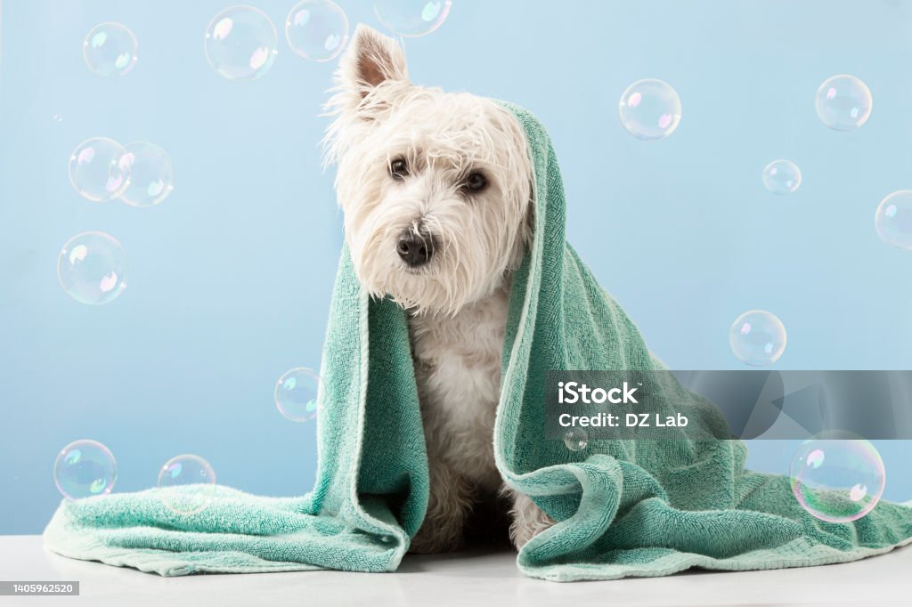 Cute West Highland White Terrier dog after bath. Dog wrapped in towel. Pet grooming concept. Copy Space. Place for text Cute West Highland White Terrier dog after bath. Dog wrapped in towel. Pet grooming concept. Copy Space. Place for text. High quality photo Dog Stock Photo