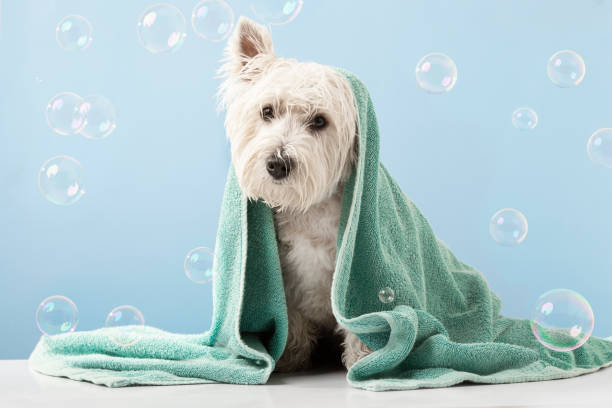 Cute West Highland White Terrier dog after bath. Dog wrapped in towel. Pet grooming concept. Copy Space. Place for text Cute West Highland White Terrier dog after bath. Dog wrapped in towel. Pet grooming concept. Copy Space. Place for text. High quality photo bathtub stock pictures, royalty-free photos & images