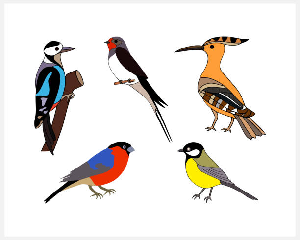istock Doodle bird set clip art isolated. Hand drawn animal. Hand drawn bird. Vector stock illustration. EPS 10 1405962599