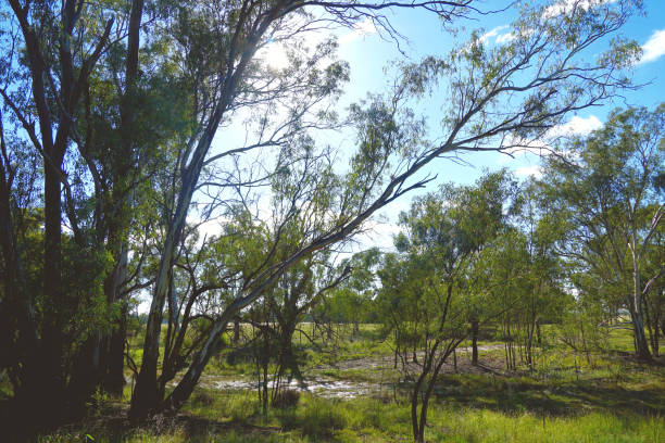 istock Lake Cargelligo, NSW, Australia 1405964834