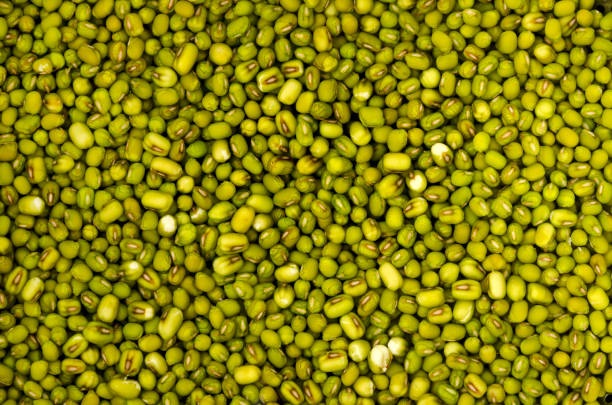 istock mung bean soaked in water background and texture,Close up 1405965800