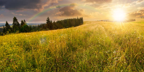 istock coniferous forest on the grassy hill at sunset 1405966415