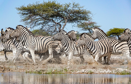 Zebra herd and Gnus Grazing at Savannah at Masai Mara