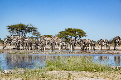 Group of zebras in Etosha National Park