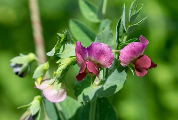 flor de uma ervilha doce - pea flower - fotografias e filmes do acervo