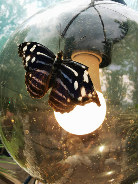 istock Large and bright tropical butterfly close-up 1405970895