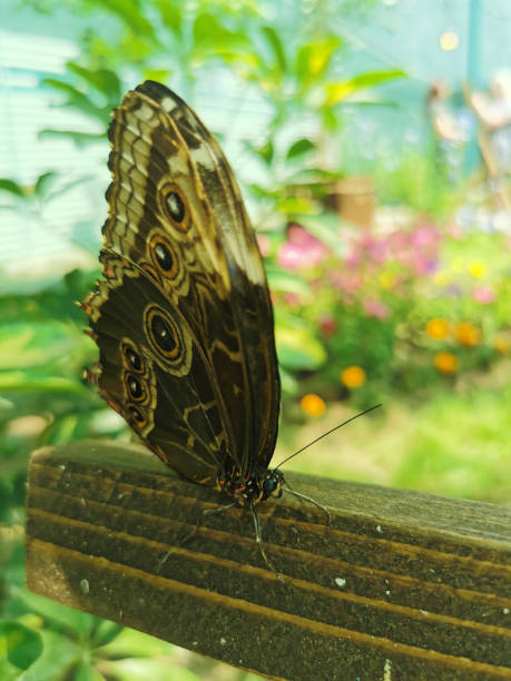 istock Large and bright tropical butterfly close-up 1405971020