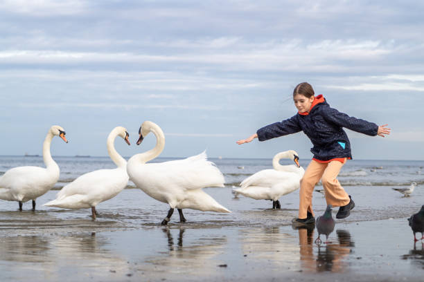 istock Little girl playing with swans 1405971184