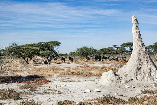 Termite Mound in Etosha National Park at Kunene Region, Namibia of wildebeest in the background.