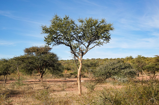 Tree in Omboroko Mountains at Otjozondjupa Region, Namibia