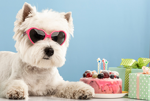 White dog west highland white terrier, celebrating a birthday with a cake and gifts. High quality photo