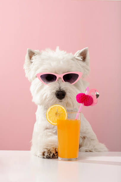 istock White dog west highland white terrier, drinking juice on summer vacation. 1405972132