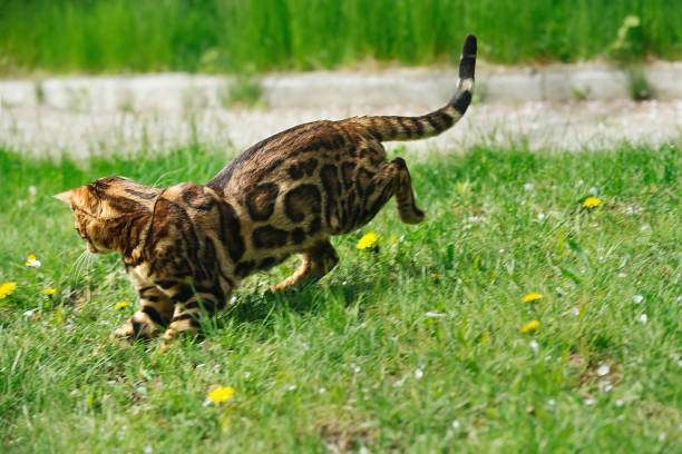 a beautiful well-groomed Bengal cat on a walk in the warm season runs and plays, catches and chases butterflies on a bright green lawn near the house