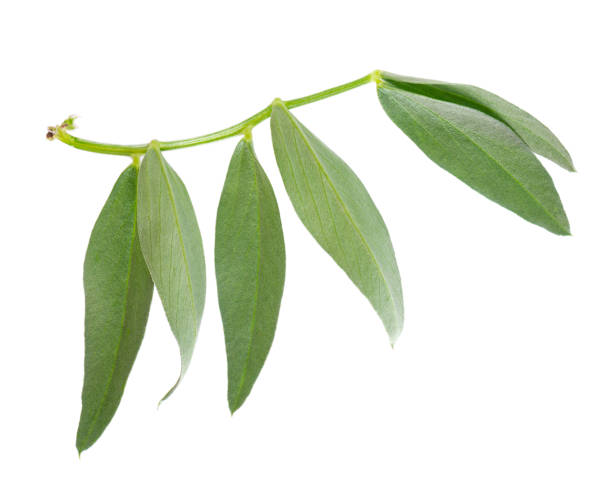 istock Fresh green leef of broad beans isolated on white background. Top view. 1405972677