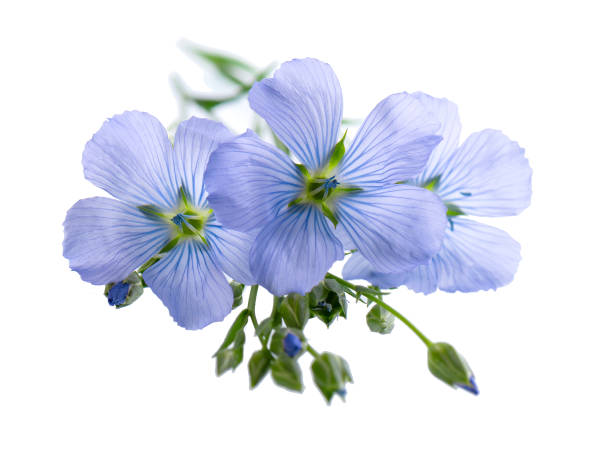 istock Flax flowers isolated on white background. Blue common flax, linseed or linum usitatissimum. 1405972732
