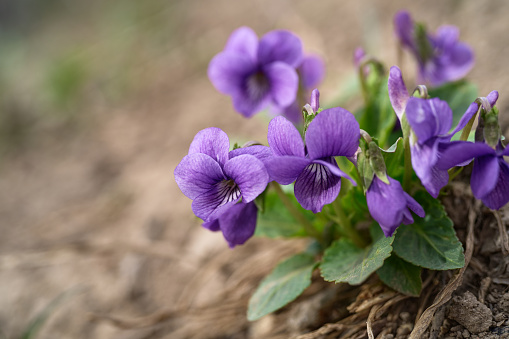 Blooming Pansy and Viola Plants in Old Fashioned Teapot and Metal Pitchers