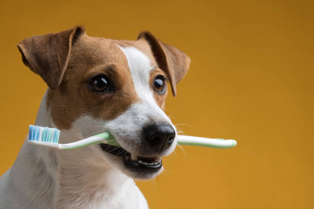 perro con un cepillo de dientes en la boca sobre un fondo amarillo - dientes humanos fotografías e imágenes de stock