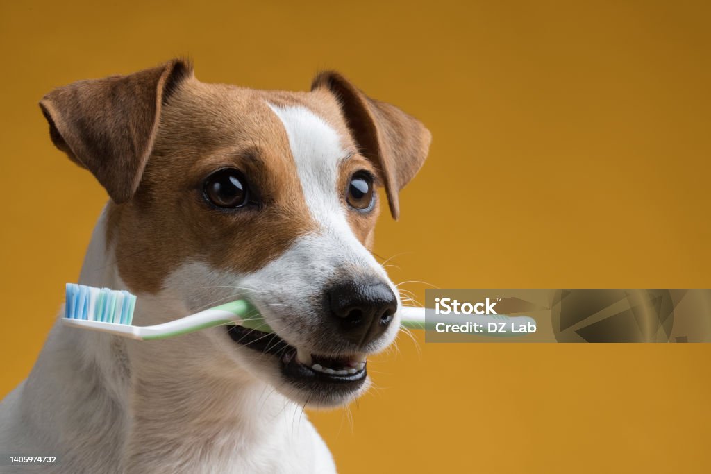 Dog with a toothbrush in his mouth on a yellow background Dog with a toothbrush in his mouth on a yellow background. High quality photo Dog Stock Photo
