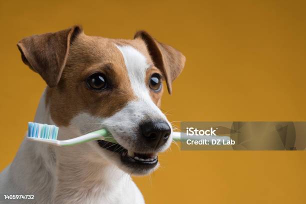 Dog With A Toothbrush In His Mouth On A Yellow Background Stock Photo - Download Image Now