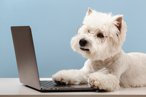 Dog breed west highland white terrier, working at a computer. High quality photo