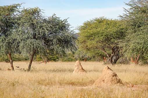 Termite Mound in Etosha National Park at Kunene Region, Namibia