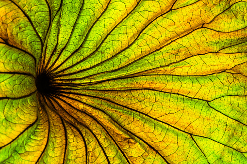 Abstract backlit leaf background