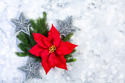 Christmas snowing background with top fir tree, snowflake, holly and copy space on green background and snow