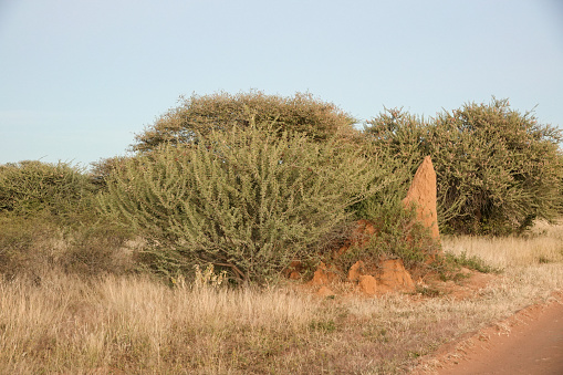 Quiver Tree Forest at sunrise near Keetmanshoop, Namibia