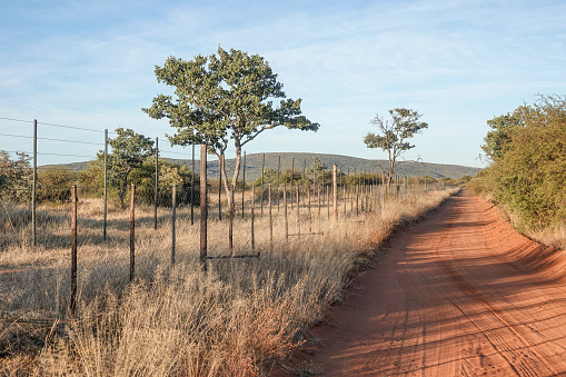 Tree in Omboroko Mountains at Otjozondjupa Region, Namibia
