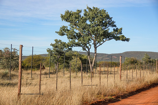 Kalahari Apple Leaf Tree (Philenoptera nelsii) in Omboroko Mountains at Otjozondjupa Region, Namibia