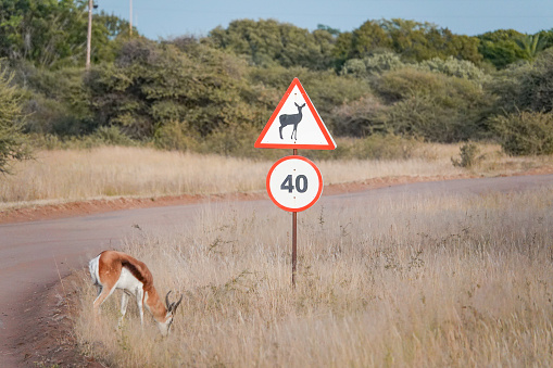 A sign warning about antelope crossing the road near a grazing springbok in Omboroko Mountains at Otjozondjupa Region, Namibia
