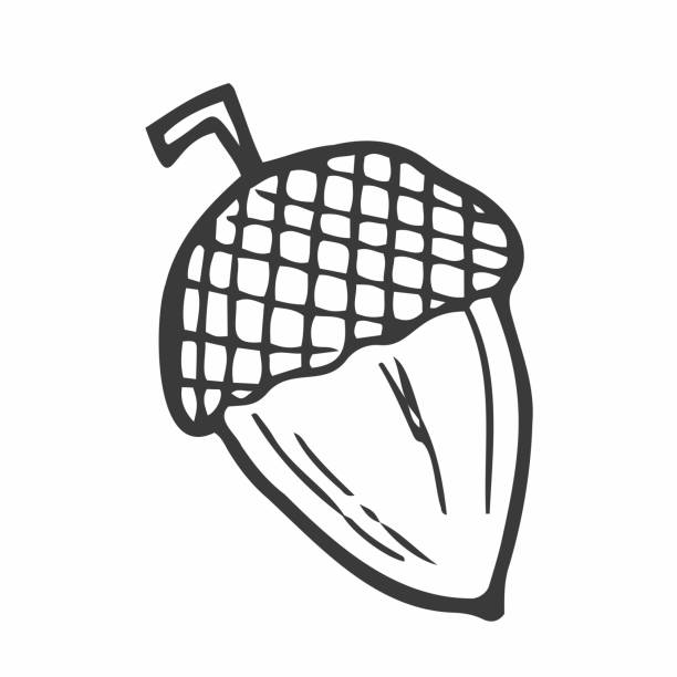 Linear cartoon hand drawn acorn. Cute raster black and white doodle acorn. Isolated monochrome acorn silhouette on white background. Linear cartoon hand drawn acorn. Cute raster black and white doodle acorn. Isolated monochrome acorn silhouette silhouette of a fall leaves black and white stock illustrations