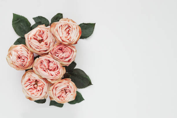 istock Pink roses on white background. Flat lay. Frame wreath 1405979147