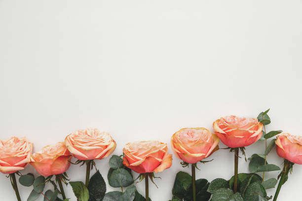 istock Row of pink roses on white background, top view 1405979186