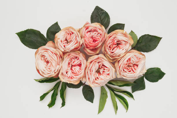 istock Pink roses on white background. Flat lay. Frame wreath 1405979217