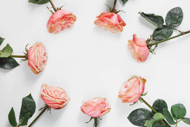 istock Floral pattern, frame made of beautiful pink peony roses on white background 1405979278