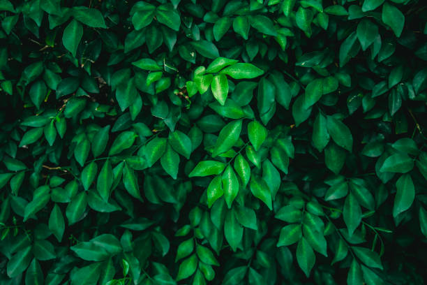istock Green perm tea leaves or ornamental banyan leaves pattern background, Natural background and wallpaper 1405979280