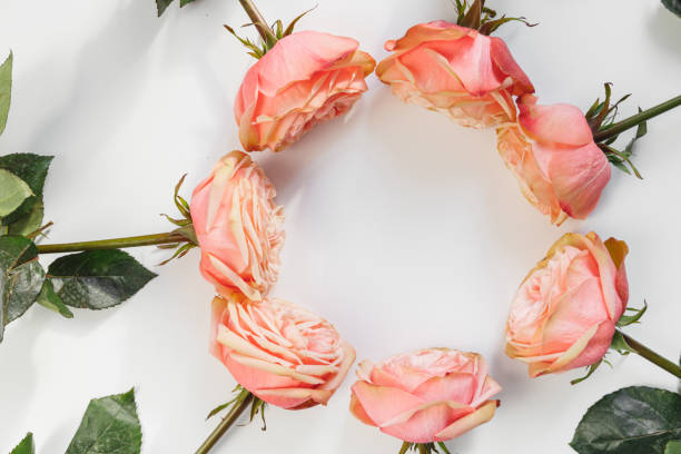 istock Floral pattern, frame made of beautiful pink peony roses on white background 1405979285