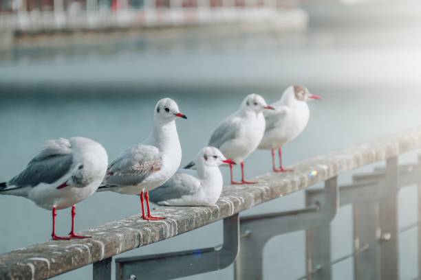 möwen im seehafen, tierthemen - nature animal themes wildlife outdoors stock-fotos und bilder