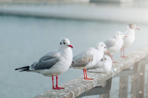 istock seagulls in the seaport, animal themes 1405979293