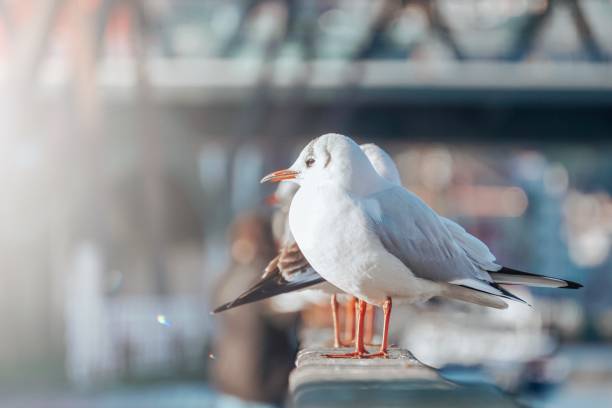 istock seagulls in the seaport, animal themes 1405979300