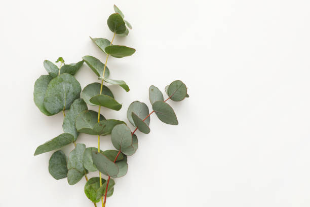 istock Bouquet of fresh eucalyptus branches isolated on white background, floral design mockup. 1405979321